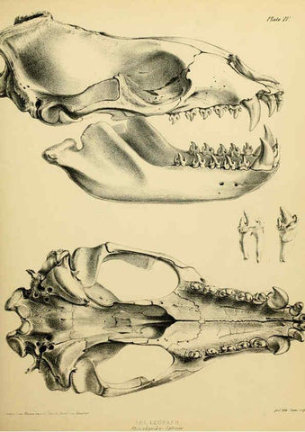 Reproducción/Reproduction 6258361712: The zoology of the voyage of the H.M.S. Erebus & Terror. v.1. London,E. W. Janson,1844-1875