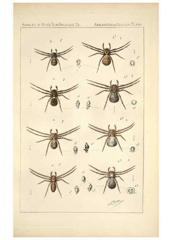 Reproducción/Reproduction 6258277284: Les arachnides de Belgique. ptie. 1; plates 1 Bruxelles :F. Hayez,1882-96