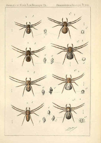 Reproducción/Reproduction 6258277284: Les arachnides de Belgique. ptie. 1; plates 1 Bruxelles :F. Hayez,1882-96