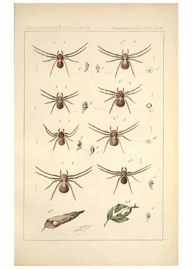 Reproducción/Reproduction 6258276934: Les arachnides de Belgique. ptie. 1; plates 1 Bruxelles :F. Hayez,1882-96