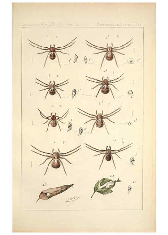 Reproducción/Reproduction 6258276934: Les arachnides de Belgique. ptie. 1; plates 1 Bruxelles :F. Hayez,1882-96