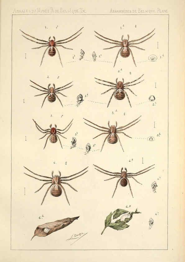 Reproducción/Reproduction 6258276934: Les arachnides de Belgique. ptie. 1; plates 1 Bruxelles :F. Hayez,1882-96