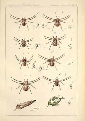 Reproducción/Reproduction 6258276934: Les arachnides de Belgique. ptie. 1; plates 1 Bruxelles :F. Hayez,1882-96