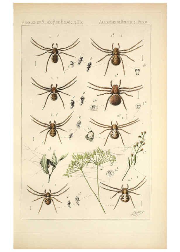 Reproducción/Reproduction 6257750555: Les arachnides de Belgique. ptie. 1; plates 1 Bruxelles :F. Hayez,1882-96