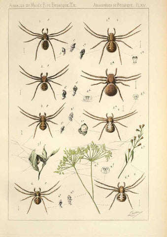 Reproducción/Reproduction 6257750555: Les arachnides de Belgique. ptie. 1; plates 1 Bruxelles :F. Hayez,1882-96