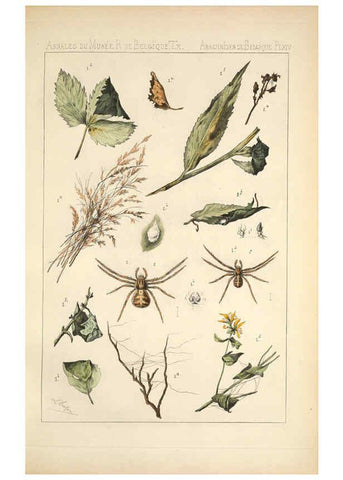 Reproducción/Reproduction 6258276292: Les arachnides de Belgique. ptie. 1; plates 1 Bruxelles :F. Hayez,1882-96