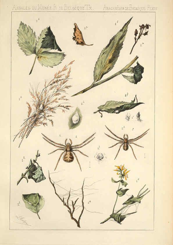 Reproducción/Reproduction 6258276292: Les arachnides de Belgique. ptie. 1; plates 1 Bruxelles :F. Hayez,1882-96