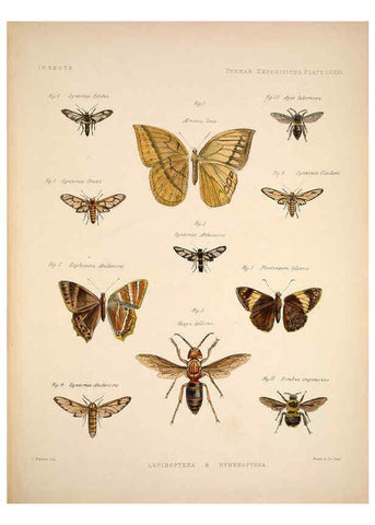 Reproducción/Reproduction 6258168662: Anatomical and zoological researches v.2. London,B. Quaritch,1878