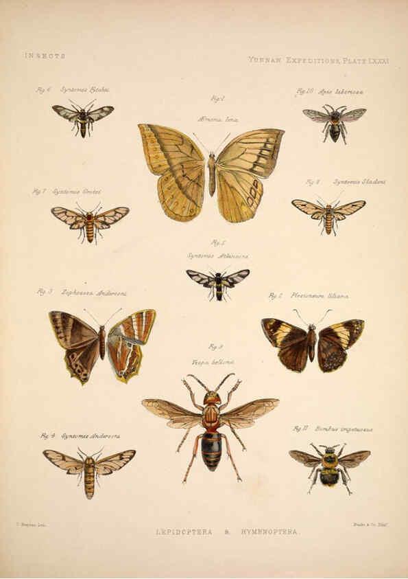 Reproducción/Reproduction 6258168662: Anatomical and zoological researches v.2. London,B. Quaritch,1878