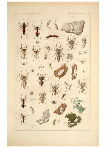 Reproducción/Reproduction 6257745857: Les arachnides de Belgique. ptie. 1; plates 1 Bruxelles :F. Hayez,1882-96