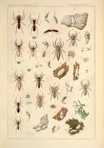 Reproducción/Reproduction 6257745857: Les arachnides de Belgique. ptie. 1; plates 1 Bruxelles :F. Hayez,1882-96