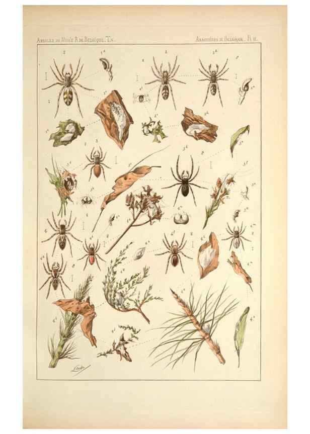 Reproducción/Reproduction 6257746209: Les arachnides de Belgique. ptie. 1; plates 1 Bruxelles :F. Hayez,1882-96