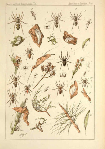 Reproducción/Reproduction 6257746209: Les arachnides de Belgique. ptie. 1; plates 1 Bruxelles :F. Hayez,1882-96