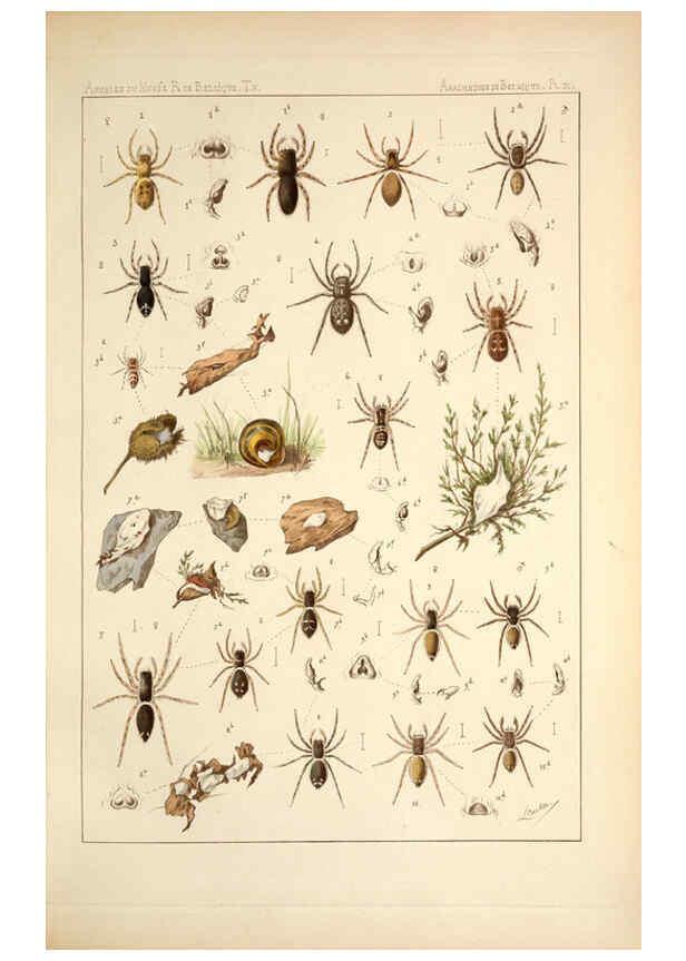 Reproducción/Reproduction 6257746445: Les arachnides de Belgique. ptie. 1; plates 1 Bruxelles :F. Hayez,1882-96