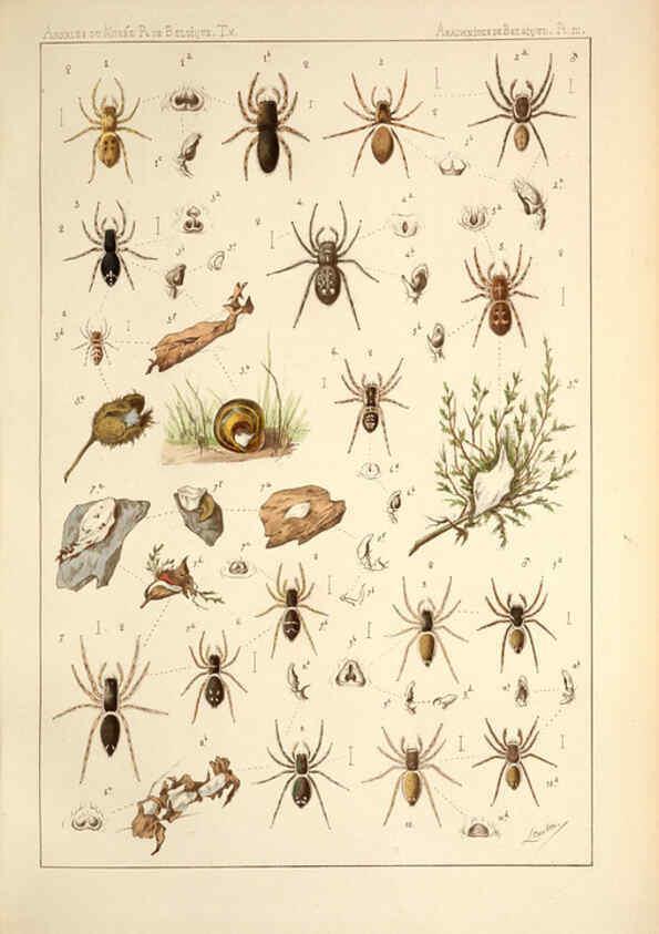 Reproducción/Reproduction 6257746445: Les arachnides de Belgique. ptie. 1; plates 1 Bruxelles :F. Hayez,1882-96