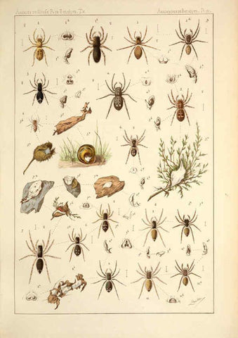 Reproducción/Reproduction 6257746445: Les arachnides de Belgique. ptie. 1; plates 1 Bruxelles :F. Hayez,1882-96