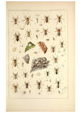 Reproducción/Reproduction 6258272974: Les arachnides de Belgique. ptie. 1; plates 1 Bruxelles :F. Hayez,1882-96