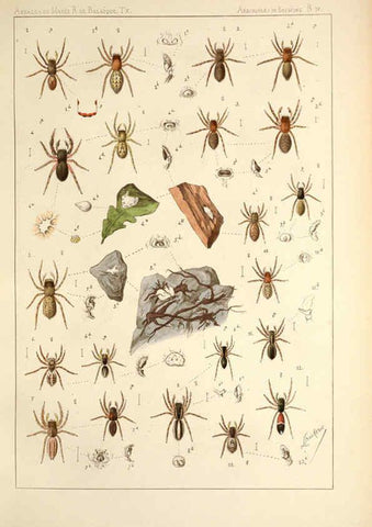 Reproducción/Reproduction 6258272974: Les arachnides de Belgique. ptie. 1; plates 1 Bruxelles :F. Hayez,1882-96