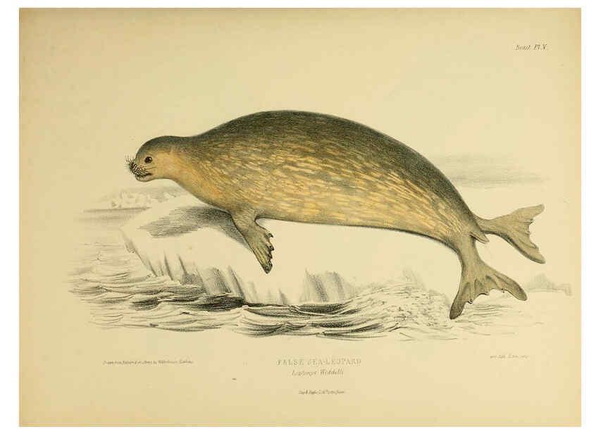 Reproducción/Reproduction 6257836013: The zoology of the voyage of the H.M.S. Erebus & Terror. v.1. London,E. W. Janson,1844-1875