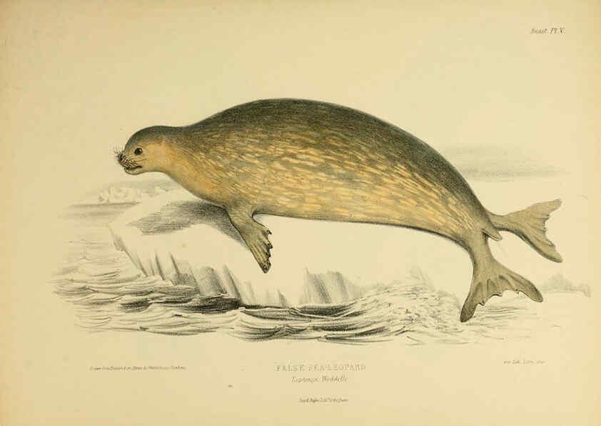 Reproducción/Reproduction 6257836013: The zoology of the voyage of the H.M.S. Erebus & Terror. v.1. London,E. W. Janson,1844-1875