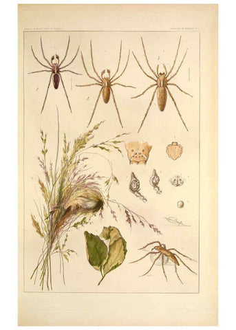 Reproducción/Reproduction 6257747049: Les arachnides de Belgique. ptie. 1; plates 1 Bruxelles :F. Hayez,1882-96