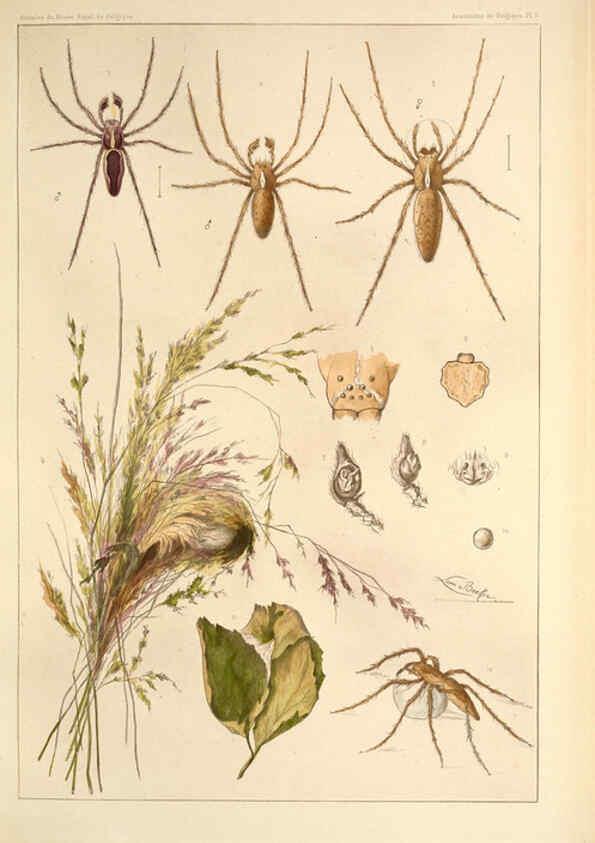 Reproducción/Reproduction 6257747049: Les arachnides de Belgique. ptie. 1; plates 1 Bruxelles :F. Hayez,1882-96