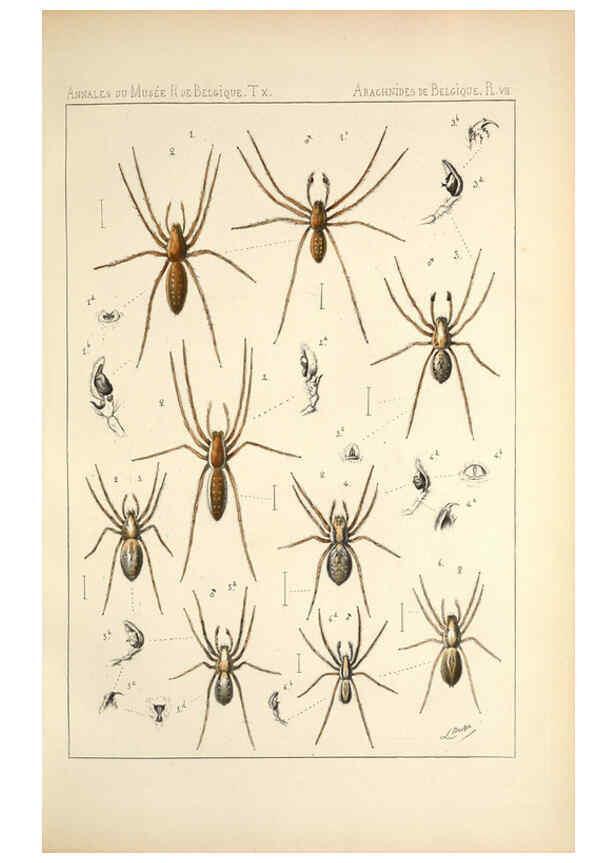 Reproducción/Reproduction 6258273916: Les arachnides de Belgique. ptie. 1; plates 1 Bruxelles :F. Hayez,1882-96