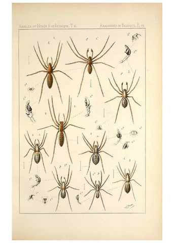 Reproducción/Reproduction 6258273916: Les arachnides de Belgique. ptie. 1; plates 1 Bruxelles :F. Hayez,1882-96