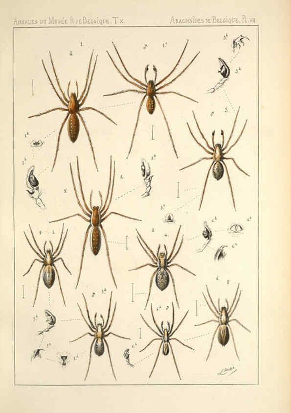 Reproducción/Reproduction 6258273916: Les arachnides de Belgique. ptie. 1; plates 1 Bruxelles :F. Hayez,1882-96