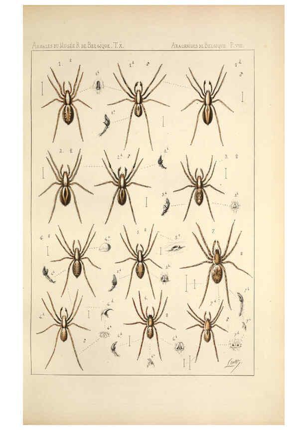 Reproducción/Reproduction 6258274160: Les arachnides de Belgique. ptie. 1; plates 1 Bruxelles :F. Hayez,1882-96