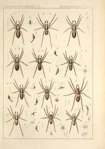 Reproducción/Reproduction 6258274160: Les arachnides de Belgique. ptie. 1; plates 1 Bruxelles :F. Hayez,1882-96