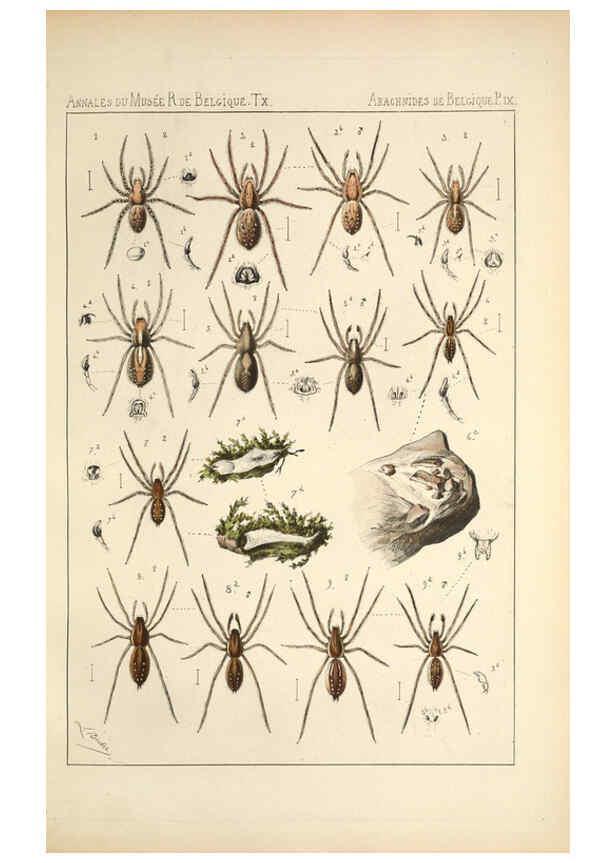 Reproducción/Reproduction 6258274502: Les arachnides de Belgique. ptie. 1; plates 1 Bruxelles :F. Hayez,1882-96