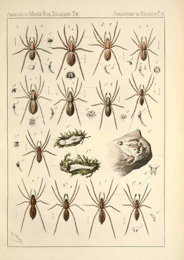 Reproducción/Reproduction 6258274502: Les arachnides de Belgique. ptie. 1; plates 1 Bruxelles :F. Hayez,1882-96