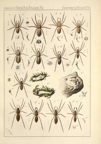 Reproducción/Reproduction 6258274502: Les arachnides de Belgique. ptie. 1; plates 1 Bruxelles :F. Hayez,1882-96