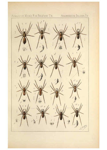 Reproducción/Reproduction 6257748763: Les arachnides de Belgique. ptie. 1; plates 1 Bruxelles :F. Hayez,1882-96