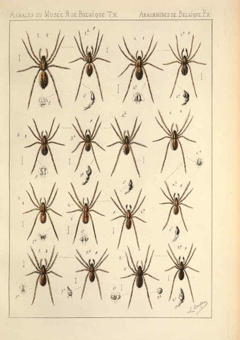 Reproducción/Reproduction 6257748763: Les arachnides de Belgique. ptie. 1; plates 1 Bruxelles :F. Hayez,1882-96