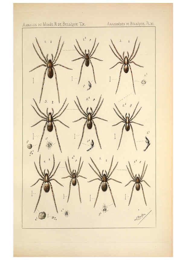 Reproducción/Reproduction 6257749361: Les arachnides de Belgique. ptie. 1; plates 1 Bruxelles :F. Hayez,1882-96