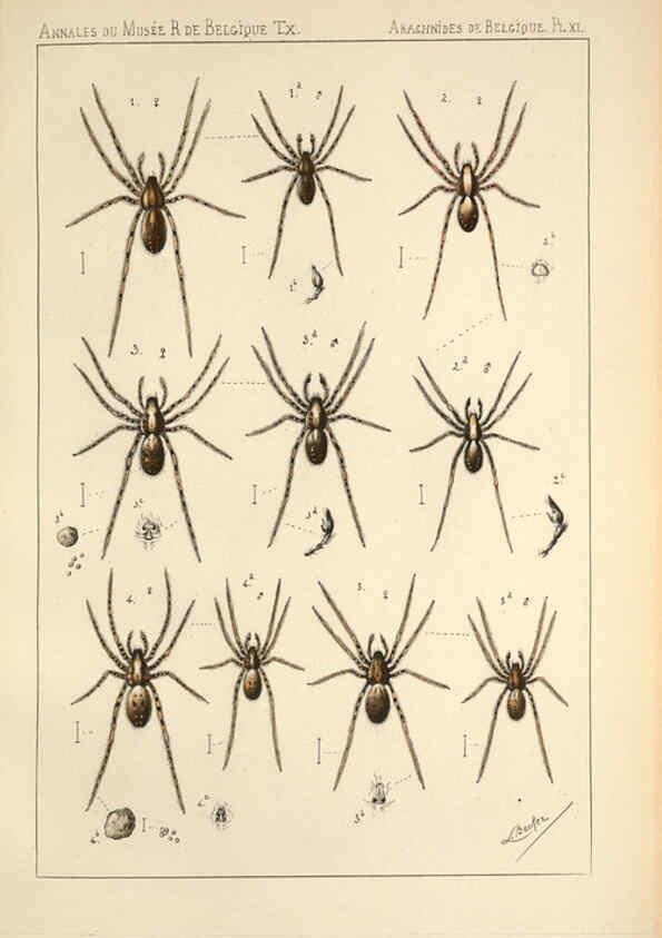 Reproducción/Reproduction 6257749361: Les arachnides de Belgique. ptie. 1; plates 1 Bruxelles :F. Hayez,1882-96