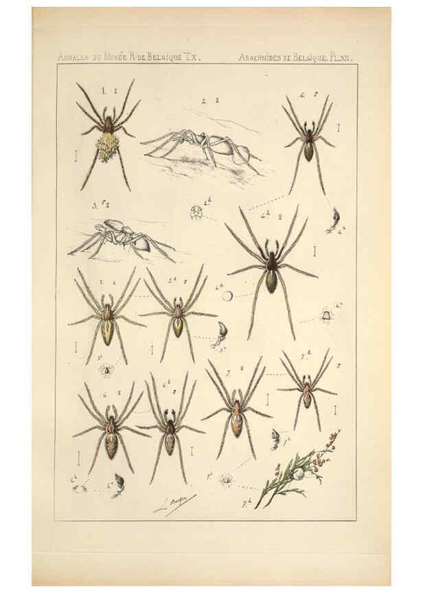 Reproducción/Reproduction 6258275634: Les arachnides de Belgique. ptie. 1; plates 1 Bruxelles :F. Hayez,1882-96