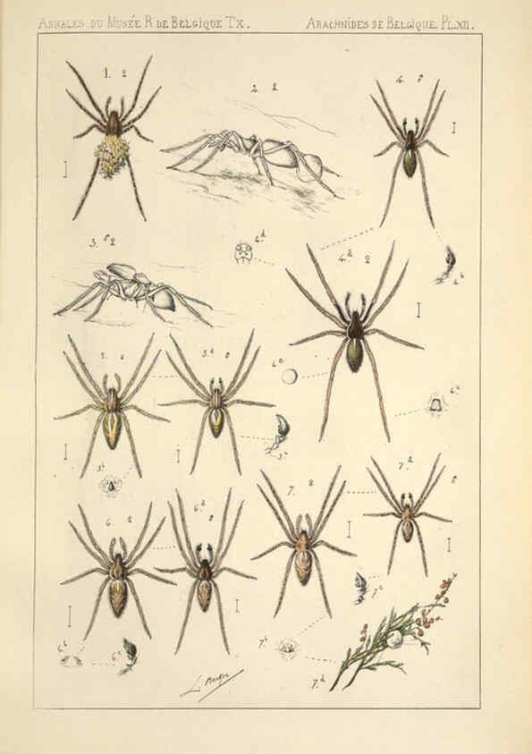 Reproducción/Reproduction 6258275634: Les arachnides de Belgique. ptie. 1; plates 1 Bruxelles :F. Hayez,1882-96