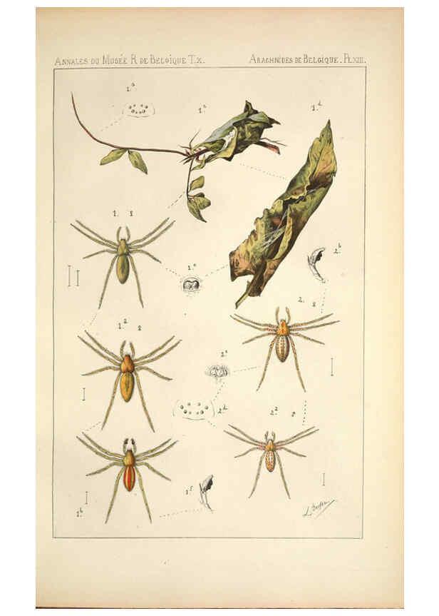 Reproducción/Reproduction 6258275888: Les arachnides de Belgique. ptie. 1; plates 1 Bruxelles :F. Hayez,1882-96