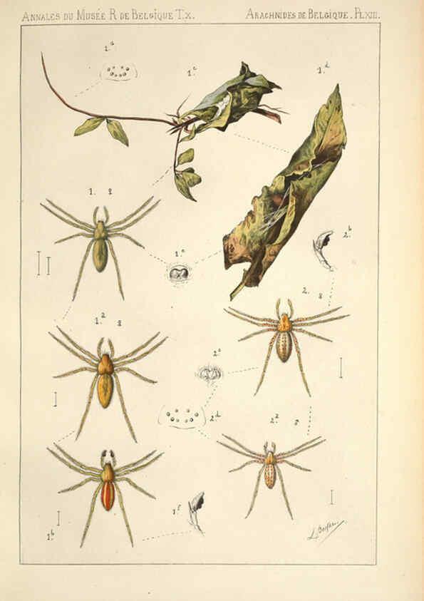 Reproducción/Reproduction 6258275888: Les arachnides de Belgique. ptie. 1; plates 1 Bruxelles :F. Hayez,1882-96