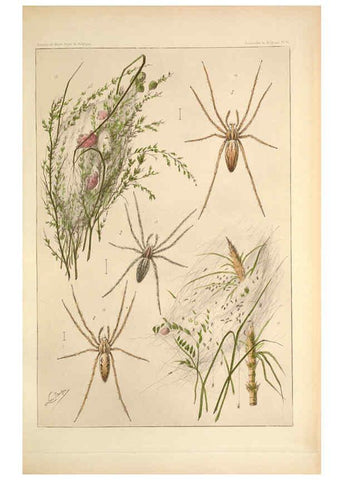 Reproducción/Reproduction 6258273546: Les arachnides de Belgique. ptie. 1; plates 1 Bruxelles :F. Hayez,1882-96