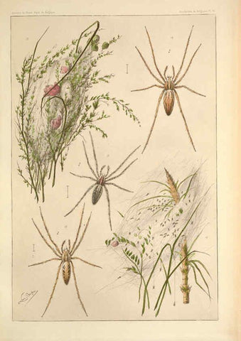 Reproducción/Reproduction 6258273546: Les arachnides de Belgique. ptie. 1; plates 1 Bruxelles :F. Hayez,1882-96