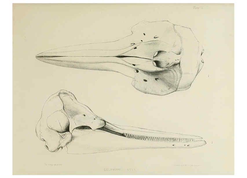 Reproducción/Reproduction 6258372718: The zoology of the voyage of the H.M.S. Erebus & Terror. v.1. London,E. W. Janson,1844-1875