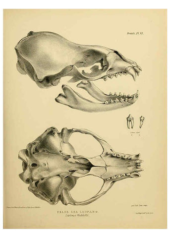 Reproducción/Reproduction 6258362142: The zoology of the voyage of the H.M.S. Erebus & Terror. v.1. London,E. W. Janson,1844-1875