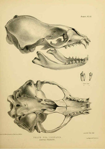 Reproducción/Reproduction 6258362142: The zoology of the voyage of the H.M.S. Erebus & Terror. v.1. London,E. W. Janson,1844-1875