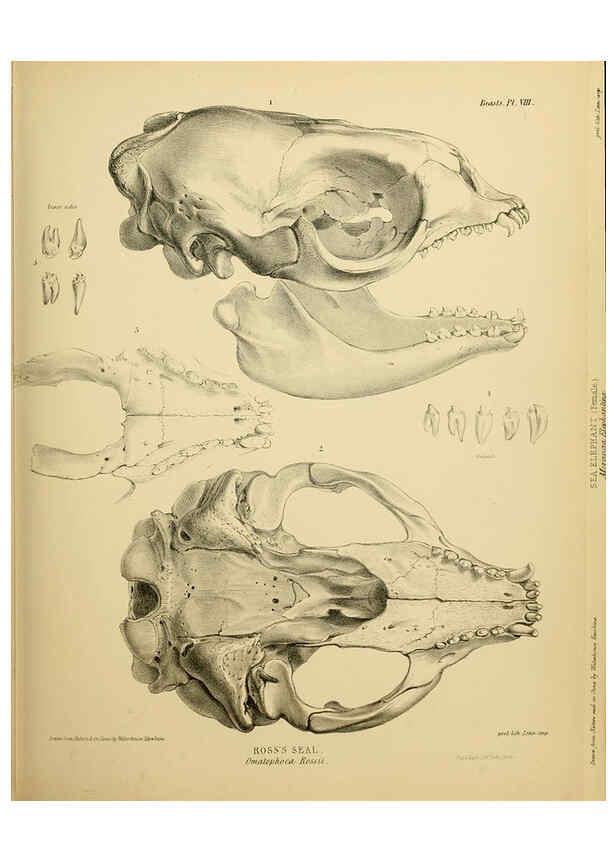 Reproducción/Reproduction 6258362592: The zoology of the voyage of the H.M.S. Erebus & Terror. v.1. London,E. W. Janson,1844-1875