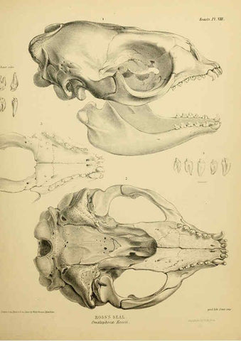 Reproducción/Reproduction 6258362592: The zoology of the voyage of the H.M.S. Erebus & Terror. v.1. London,E. W. Janson,1844-1875