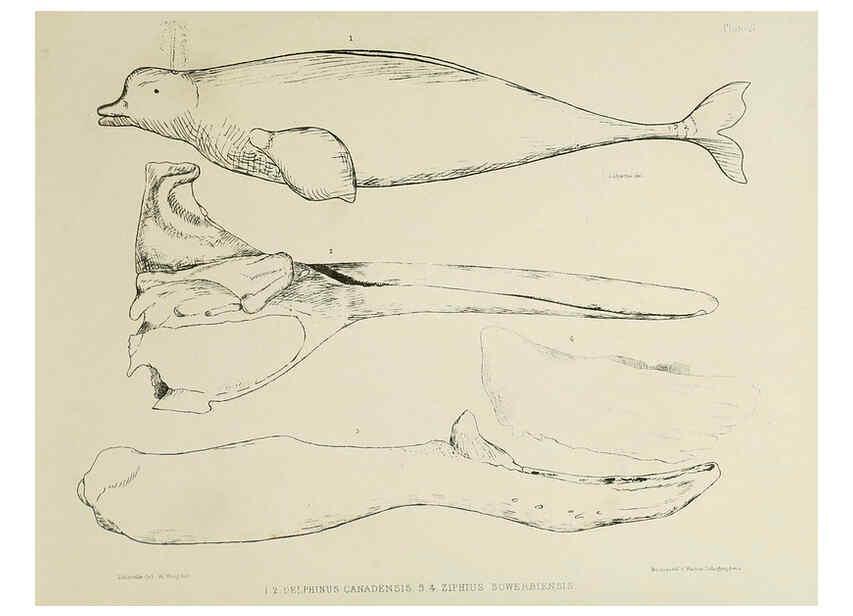 Reproducción/Reproduction 6258369022: The zoology of the voyage of the H.M.S. Erebus & Terror. v.1. London,E. W. Janson,1844-1875